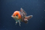 Short Body Thai Oranda  Tricolor 4 Inch (ID#1108To14b-64) Free2Day SHIPPING