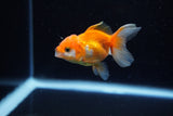 Baby Thai Oranda  Red White 2.5 Inch (ID#221TPTA-90) Free2Day SHIPPING