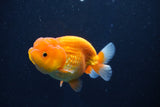 Juvenile Lionchu  Red White 3.5 Inch (ID#1018R11b-31) Free2Day SHIPPING