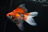 Ryukin Long Tail Red White 5.5 Inch (ID#1220Ry7b-2) Free2Day SHIPPING