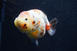 Milk Cow Ranchu  Calico 5 Inch (ID#415R10a-89) Free2Day SHIPPING