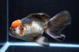 Thai Oranda  Tricolor 5.5 Inch (ID#924To6c-105)