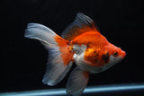 Ryukin Long Tail Red White 5.5 Inch (ID#1220Ry7b-2) Free2Day SHIPPING