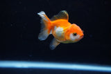 Baby Thai Oranda  Red White 2.5 Inch (ID#221TPTA-90) Free2Day SHIPPING