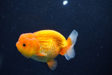 Juvenile Lionchu  Red White 3.5 Inch (ID#1018R11b-31) Free2Day SHIPPING