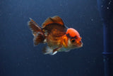 Short Body Thai Oranda  Tricolor 4 Inch (ID#1108To14b-64) Free2Day SHIPPING