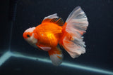 Thai Oranda  Red White 5 Inch (ID#0107T2b-71) Free2Day SHIPPING