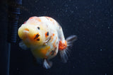 Milk Cow Ranchu  Calico 5 Inch (ID#415R10a-89) Free2Day SHIPPING