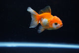Baby Thai Oranda  Red White 2.5 Inch (ID#221TPTA-90) Free2Day SHIPPING