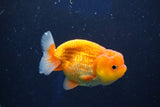 Juvenile Lionchu  Red White 3.5 Inch (ID#1018R11b-31) Free2Day SHIPPING