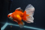 Thai Oranda  Red White 5 Inch (ID#0107T2b-71) Free2Day SHIPPING