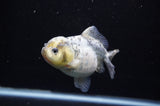Yuan Bao Oranda  Granite 4 Inch (ID#307Yb10b-48) Free2Day SHIPPING