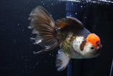 Thai Oranda  Tricolor 5.5 Inch (ID#924To6c-105)