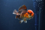 Short Body Thai Oranda  Tricolor 4 Inch (ID#1108To14b-64) Free2Day SHIPPING