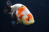 Milk Cow Ranchu  Calico 5 Inch (ID#415R10a-89) Free2Day SHIPPING
