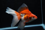 Ryukin Long Tail Red White 5.5 Inch (ID#1220Ry7b-2) Free2Day SHIPPING