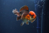 Short Body Thai Oranda  Tricolor 4 Inch (ID#1108To14b-64) Free2Day SHIPPING