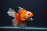 Thai Oranda  Red White 5 Inch (ID#0107T2b-71) Free2Day SHIPPING