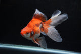 Ryukin Long Tail Red White 5.5 Inch (ID#1220Ry7b-2) Free2Day SHIPPING