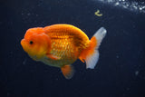 Juvenile Lionchu  Red White 3.5 Inch (ID#1018R11b-31) Free2Day SHIPPING