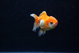Baby Thai Oranda  Red White 2.5 Inch (ID#221TPTA-90) Free2Day SHIPPING