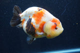 Milk Cow Ranchu  Calico 5 Inch (ID#415R10a-89) Free2Day SHIPPING