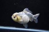 Yuan Bao Oranda  Granite 4 Inch (ID#307Yb10b-48) Free2Day SHIPPING