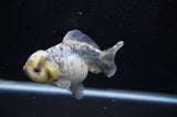 Yuan Bao Oranda  Granite 4 Inch (ID#307Yb10b-48) Free2Day SHIPPING