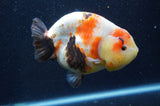 Milk Cow Ranchu  Calico 5 Inch (ID#415R10a-89) Free2Day SHIPPING