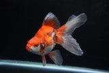 Ryukin Long Tail Red White 5.5 Inch (ID#1220Ry7b-2) Free2Day SHIPPING