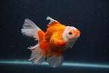 Thai Oranda  Red White 5 Inch (ID#0107T2b-71) Free2Day SHIPPING