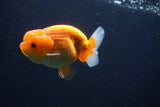 Juvenile Lionchu  Red White 3.5 Inch (ID#1018R11b-31) Free2Day SHIPPING