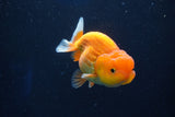 Juvenile Lionchu  Red White 3.5 Inch (ID#1018R11b-31) Free2Day SHIPPING