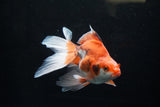 Ryukin Long Tail Red White 5.5 Inch (ID#1220Ry7b-2) Free2Day SHIPPING