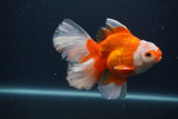 Thai Oranda  Red White 5 Inch (ID#0107T2b-71) Free2Day SHIPPING