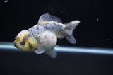 Yuan Bao Oranda  Granite 4 Inch (ID#307Yb10b-48) Free2Day SHIPPING