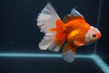 Thai Oranda  Red White 5 Inch (ID#0107T2b-71) Free2Day SHIPPING