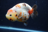 Milk Cow Ranchu  Calico 5 Inch (ID#415R10a-89) Free2Day SHIPPING