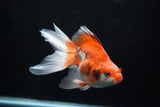 Ryukin Long Tail Red White 5.5 Inch (ID#1220Ry7b-2) Free2Day SHIPPING