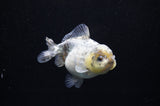 Yuan Bao Oranda  Granite 4 Inch (ID#307Yb10b-48) Free2Day SHIPPING