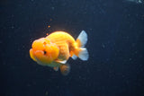 Juvenile Lionchu  Red White 3.5 Inch (ID#1018R11b-31) Free2Day SHIPPING