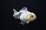 Yuan Bao Oranda  Granite 4 Inch (ID#307Yb10b-48) Free2Day SHIPPING