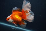 Thai Oranda  Red White 5 Inch (ID#0107T2b-71) Free2Day SHIPPING