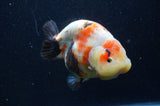 Milk Cow Ranchu  Calico 5 Inch (ID#415R10a-89) Free2Day SHIPPING