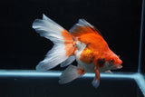 Ryukin Long Tail Red White 5.5 Inch (ID#1220Ry7b-2) Free2Day SHIPPING