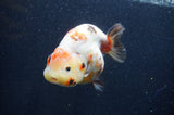 Milk Cow Ranchu  Calico 5 Inch (ID#415R10a-89) Free2Day SHIPPING