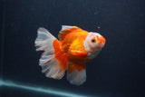 Thai Oranda  Red White 5 Inch (ID#0107T2b-71) Free2Day SHIPPING