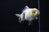 Yuan Bao Oranda  Granite 4 Inch (ID#307Yb10b-48) Free2Day SHIPPING