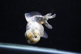 Yuan Bao Oranda  Granite 4 Inch (ID#307Yb10b-48) Free2Day SHIPPING
