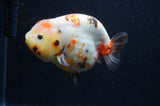 Milk Cow Ranchu  Calico 5 Inch (ID#415R10a-89) Free2Day SHIPPING
